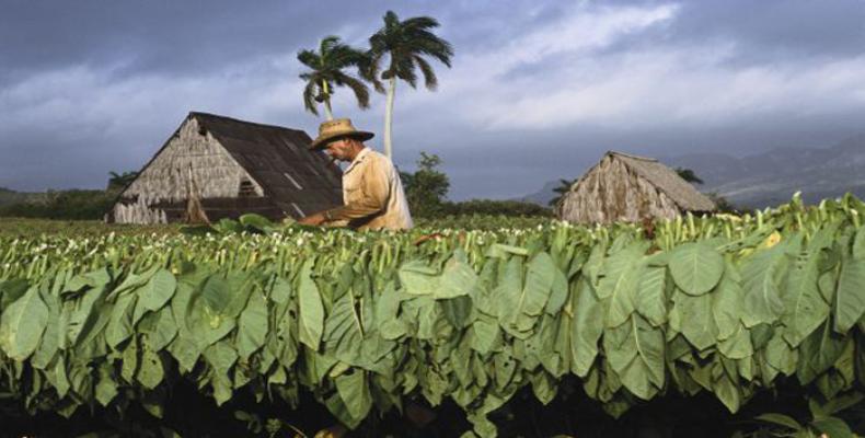 cuje tabaco