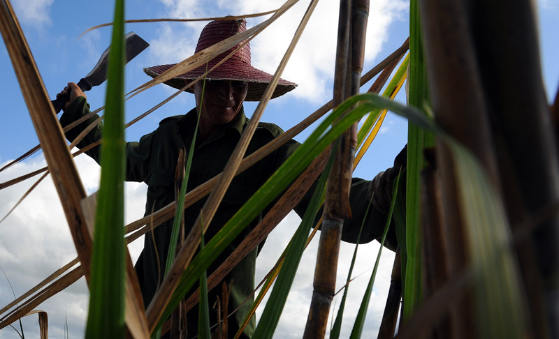 En esta zafra se debe crecer en no menos de 4 mil toneladas a partir de reforzar los niveles de eficiencia en el procesamiento de la caña. Foto: Carlos Rafael zafra machetero 1