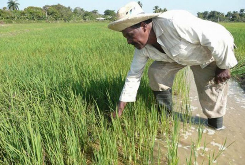 Al Corriente Agric alimento