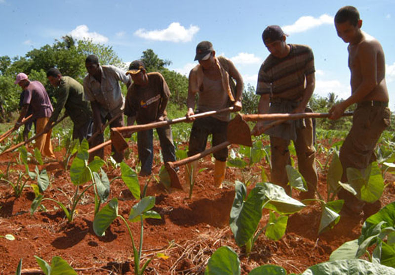 Los jóvenes calixteños impulsarán la recuperación citrícola, específicamente la naranja y el limón persa. Foto: Cubahora Jóvenes agricultura