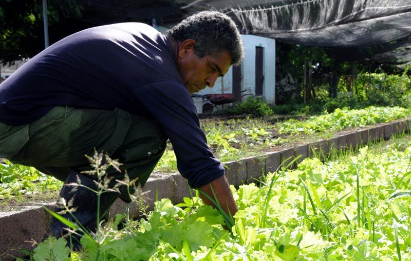 El rescate del movimiento de la agricultura urbana, suburbana y familiar es prioridad en Holguín. organoponico 1
