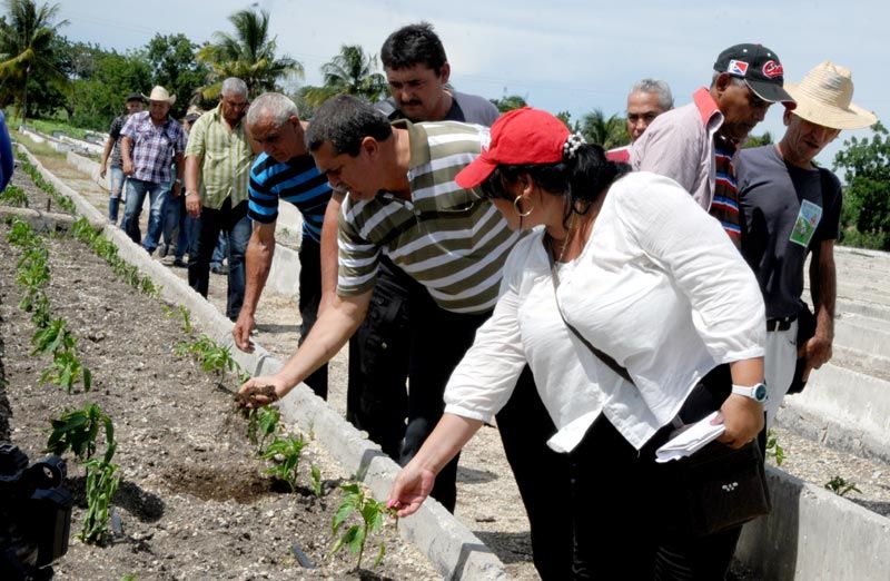Ernesto Santiesteban, máxima autoridad política de la provincia de Holguín, encabezó el recorrido por organopónicos del municipio cabecera. organoponico 2