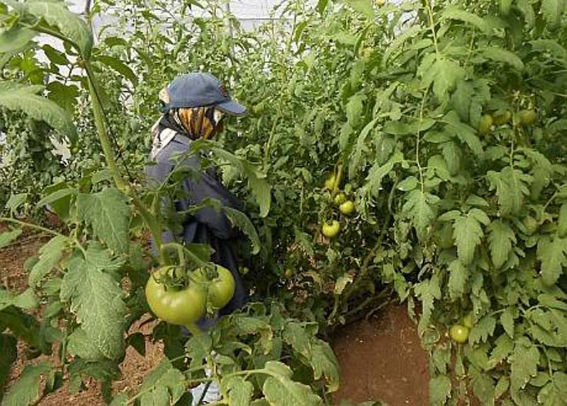 tomate