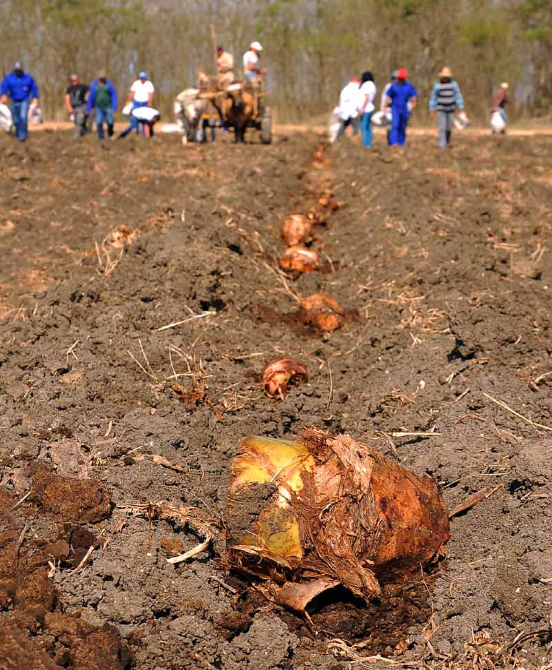 Tras el llamado de la CTC, los trabajadores holguineros acuden a Limoncito a realizar labores agrícolas. limoncito 2
