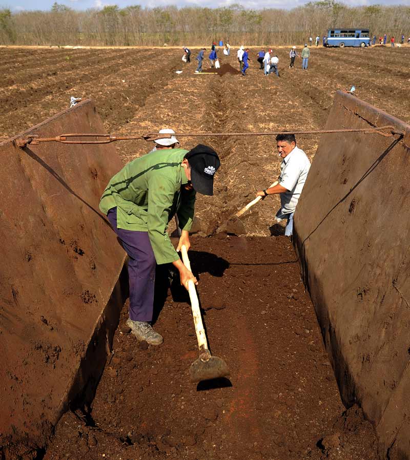 Informáticos, médicos, ingenieros, electricistas, periodistas o bancarios, cambian su rutina laboral en las jornadas productivas en el campo. limoncito 3