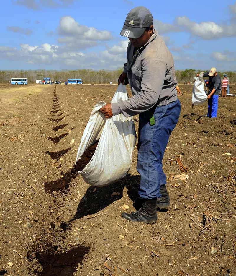 Trabajadores abonan la tierra en Limoncito. Fotos: Carlos Rafael limoncito 4