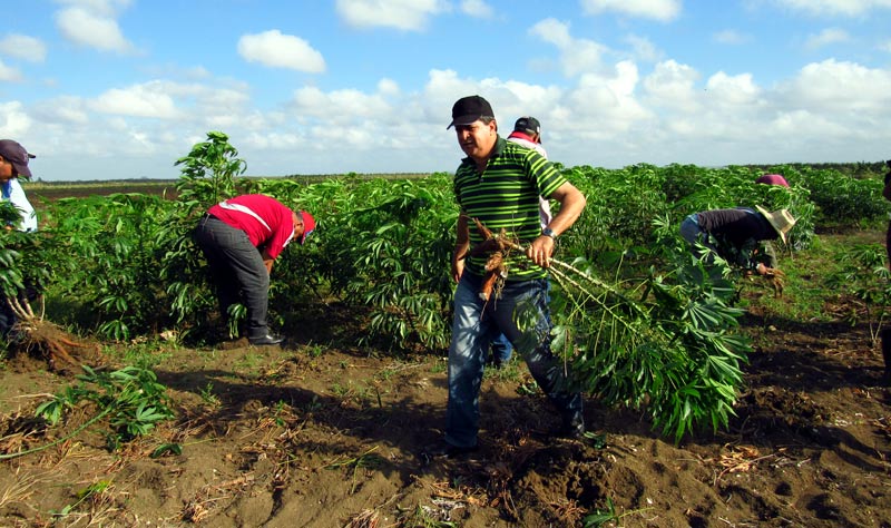 trabajo voluntario 1