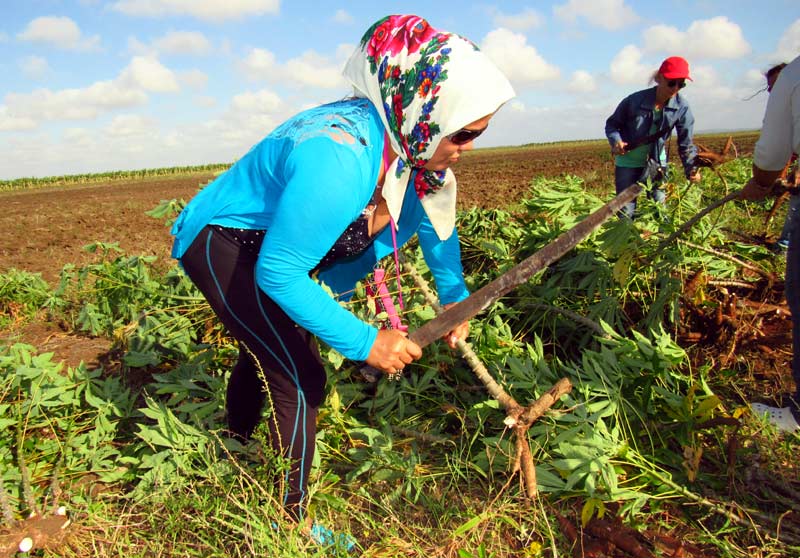 trabajo voluntario 3