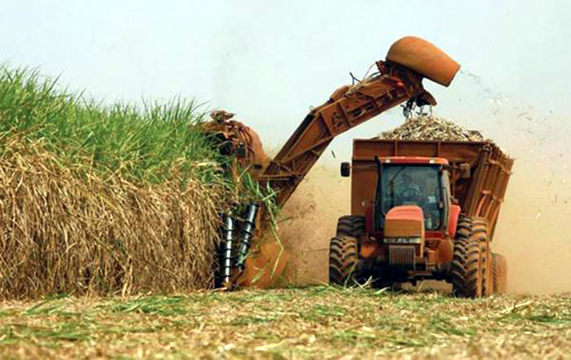 Foto: Aldia.cu zafra corte hg 1