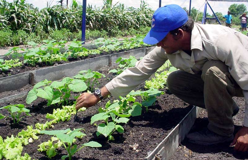 La agricultura urbana en Holguín busca mejorar producciones en 2019 Foto: Elder Leyva DSC00082 1