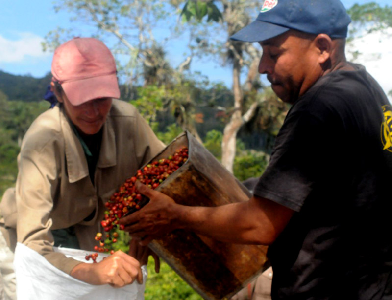 cafe zafra sagua 2