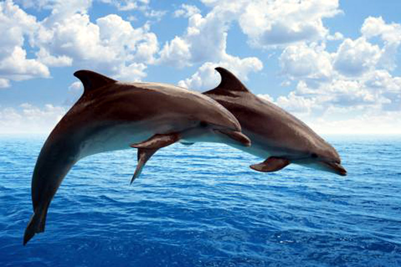 Foto: ABC.es delfines