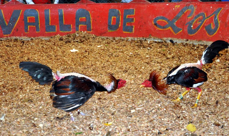 gallos de lidia 5