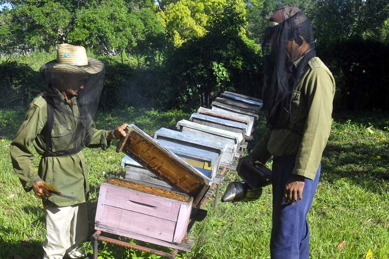 miel de abeja hg 2