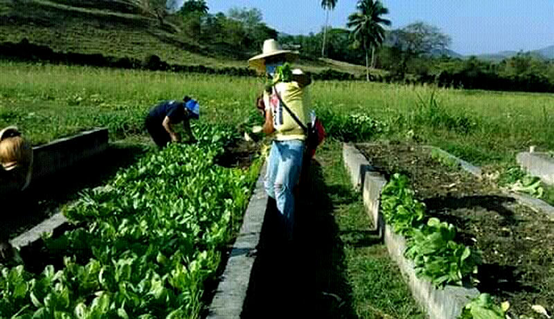 Los jóvenes holguineros apoyan la producción de alimentos en Sagua de Tánamo. Fotos: Cortesía de la UJC. Jóvenes contra COVID 19 2