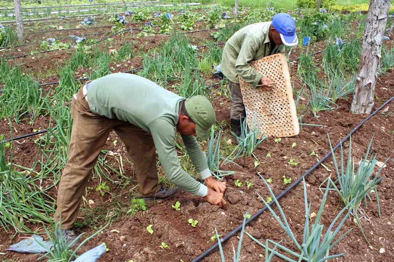 Cerca del 80 por ciento de los alimentos que se producen en Holguín salen de manos de los campesinos. Foto: ACN ampesinos jovenes0