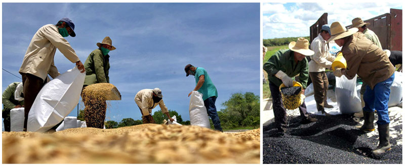 Agricultura retos Ernesto Nelson