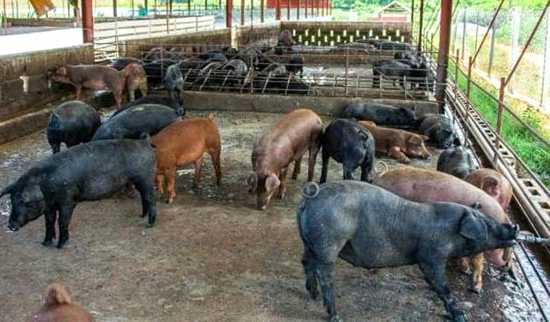 La crianza del Cerdo Criollo Cubano presenta excelentes posibilidades dentro del programa de desarrollo integral en las montañas del Plan Turquino Cerdo capa oscura 1