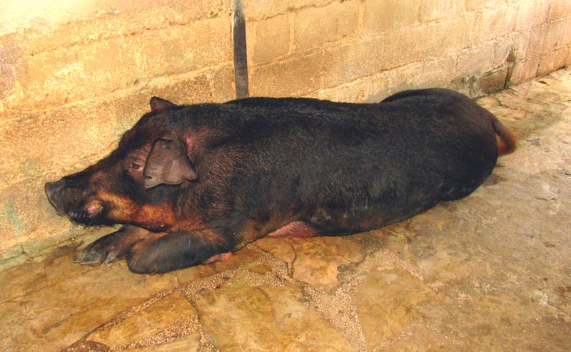 La cría de la raza de capa oscura constituye una opción viable para incrementar la presencia de carne destinada a la población. Foto: Alexis del Toro Cerdo capa oscura 3