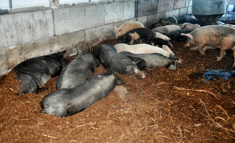 Para la producción de cerdos en porquerizas de Cama Profunda se utilizan infraestructuras de segundo uso, generando un ahorro por concepto de inversiones Cerdo capa oscura