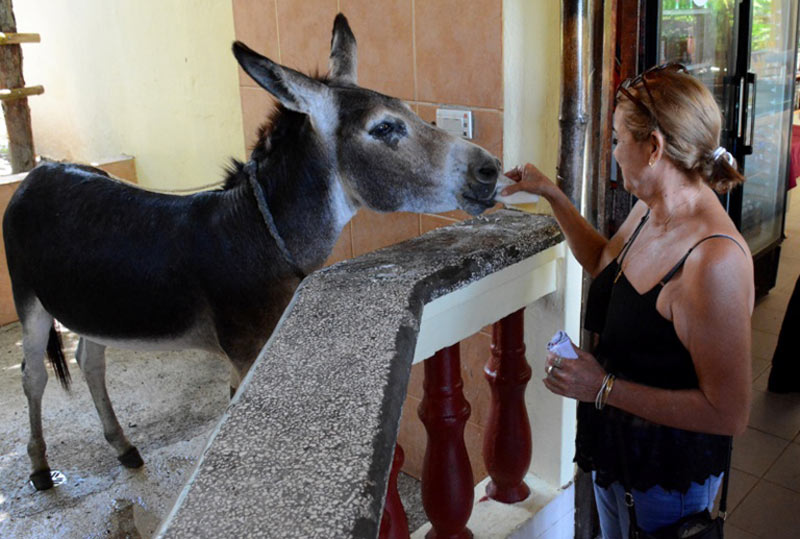 Panchito es posible siga los pasos de sus antecesores, como de Pancho, el iniciador de las bebederas, quien en un día de fiesta llegó a tomar 46 cervezas, récord que ninguno de otro de los sucesores lo ha roto Mirador Mayabe aniversario CRD 4263