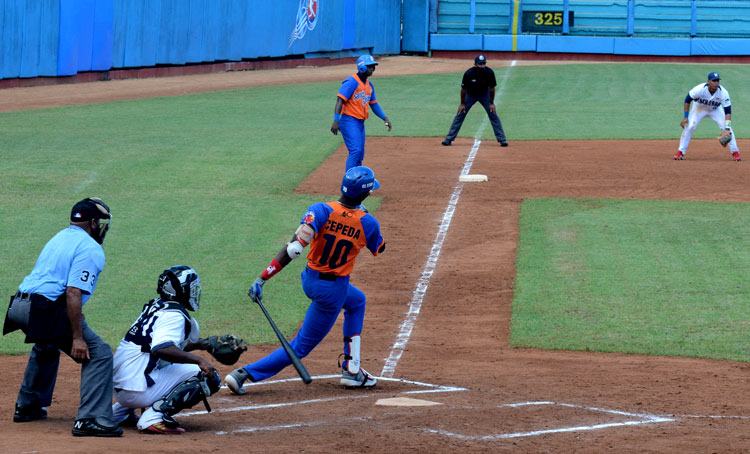 cachorros gallos