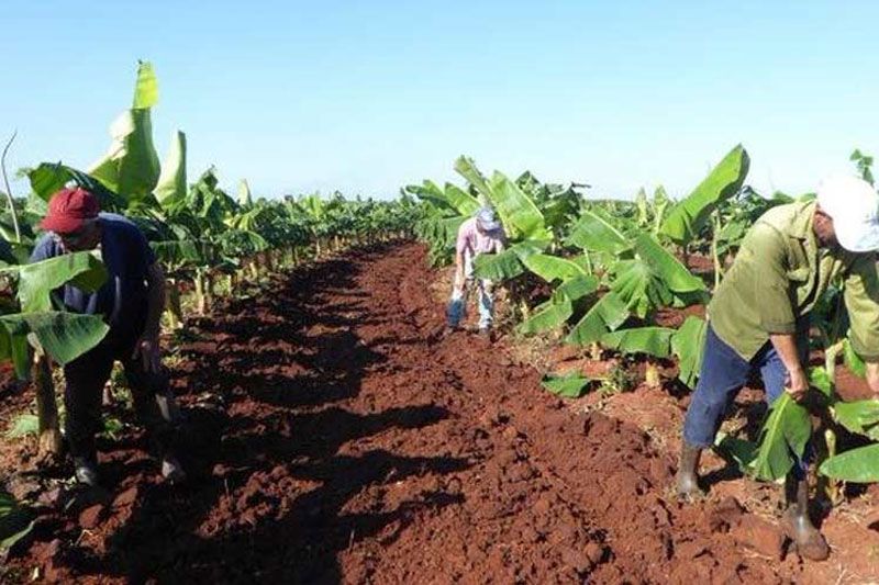 cuba agricultura