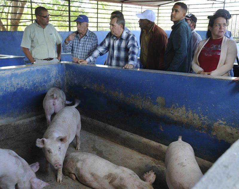 Machado Ventura visitó un productor dedicado a la cría y ceba de cerdos. Fotos: Carlos Rafael machado visita cerdos