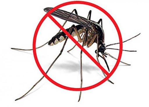 mosquito