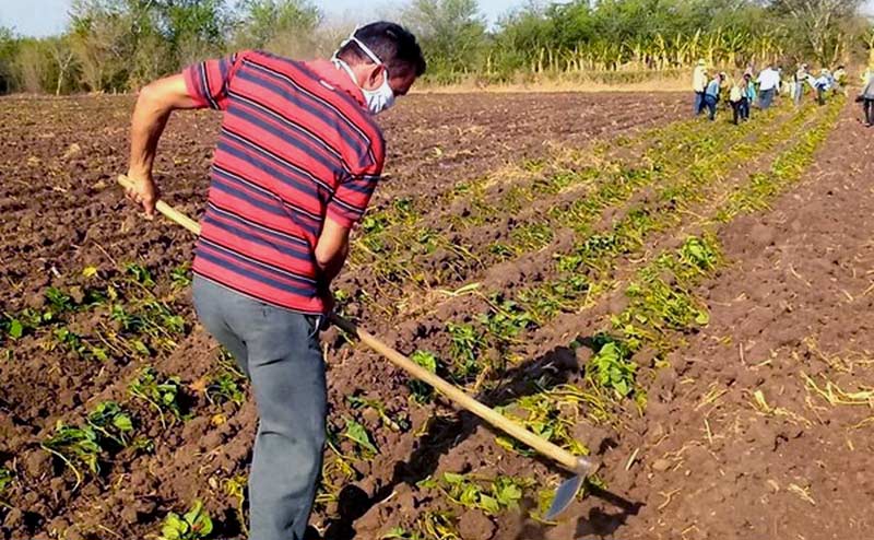 En Holguín, los jóvenes apoyan la producción de alimentos.Foto: Aldia.cu JC produccion alimentos aldia