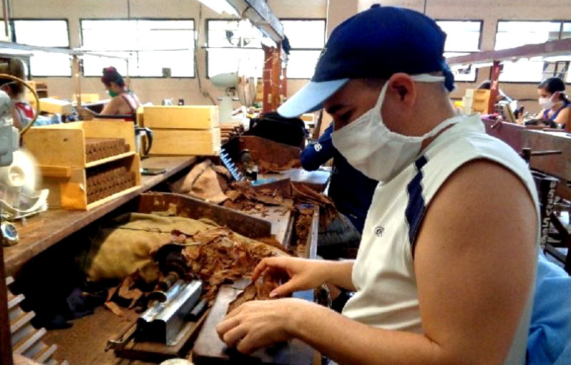 En Holguín, la producción de tabaco destinada a la exportación se mantiene estable. Fotos: Lianne Fonseca Producción tabaco Holguin