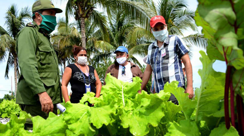 Fortalecer e incrementar el desarrollo de la agricultura urbana, suburbana y familiar, constituye una meta para los holguineros en la actual contingencia. Fotos: Carlos Rafael agricultura urbana 01