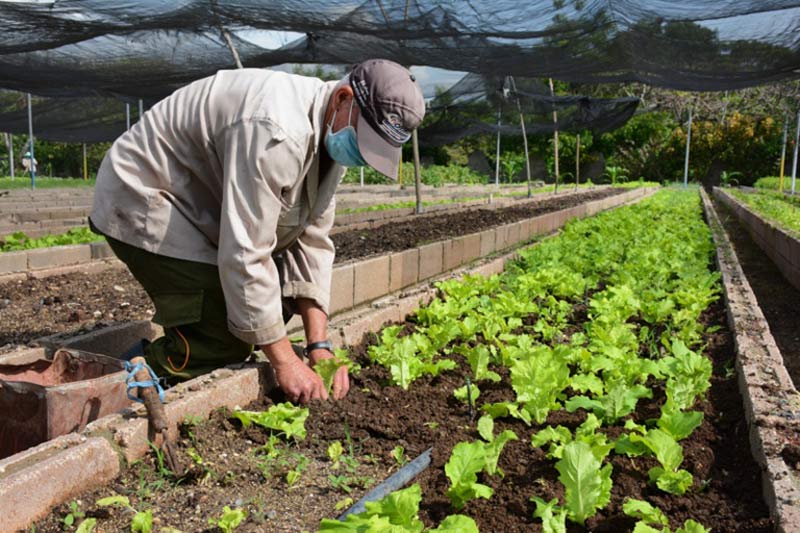 La producción de hortalizas en la agricultura urbana, cuenta con 635 ha, que representan alrededor de 6 metros cuadrados por habitantes agricultura urbana 3
