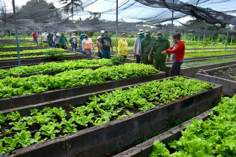 agricultura urbana 4