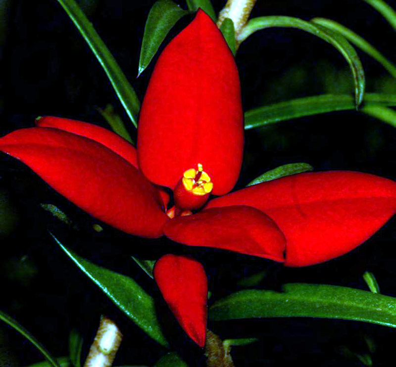 flora cubana libro