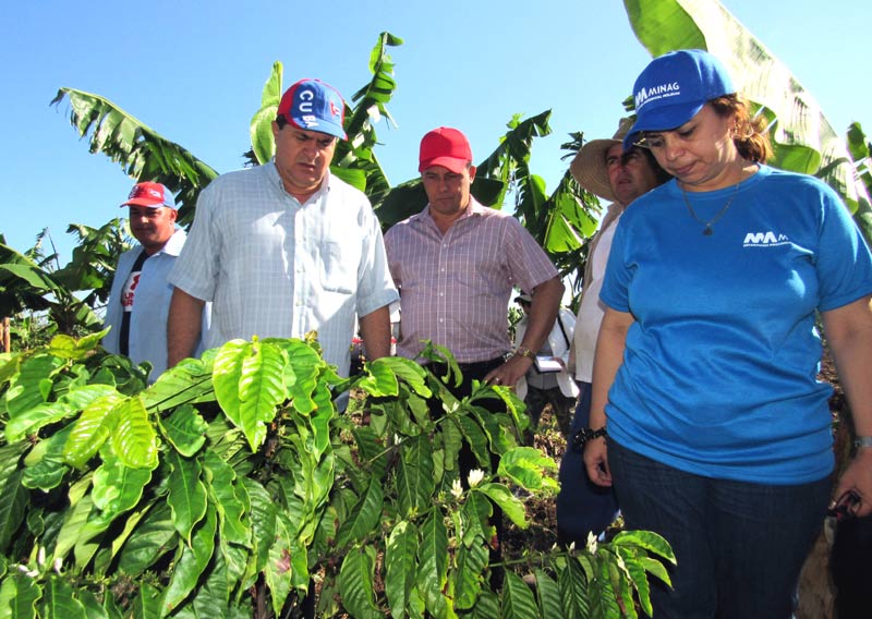 Verificar in situ la adaptación del café al llano fue el propósito de la visita en La Rambla, territorio enmarcado en los dominios de la UEB Industria Café. recorrido mayari 2