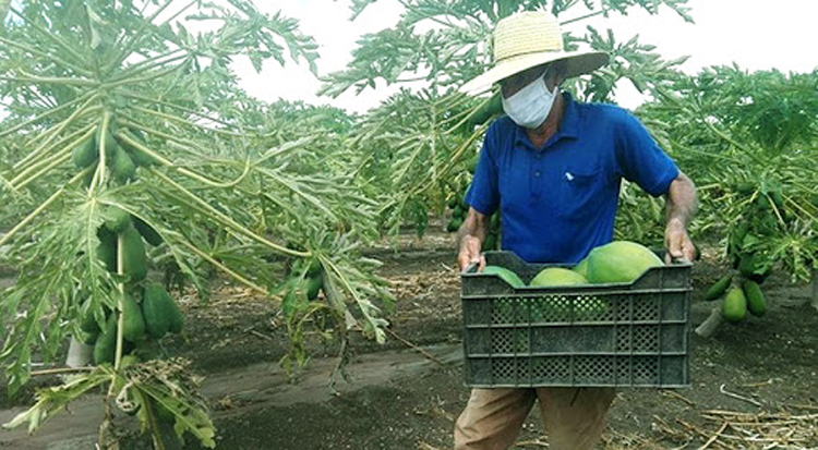 campesino cubano