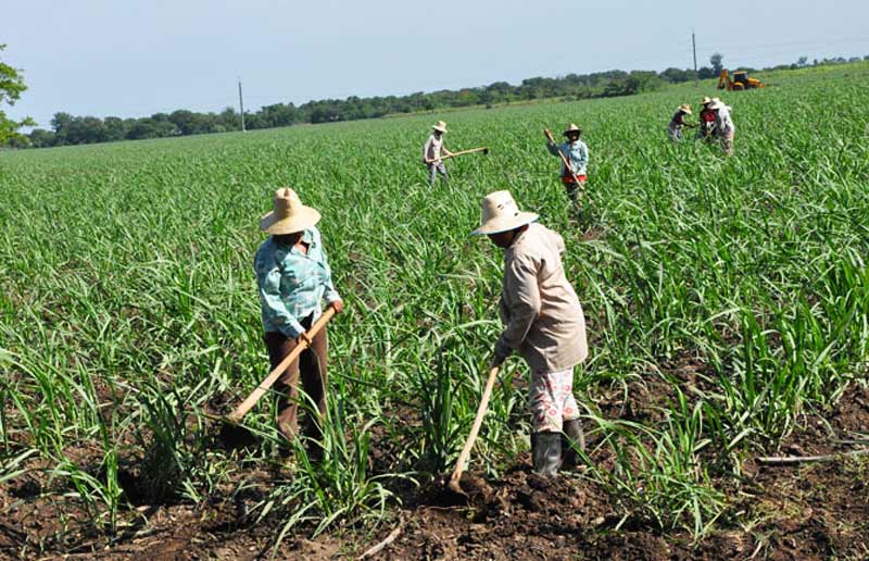 siembra caña holguin
