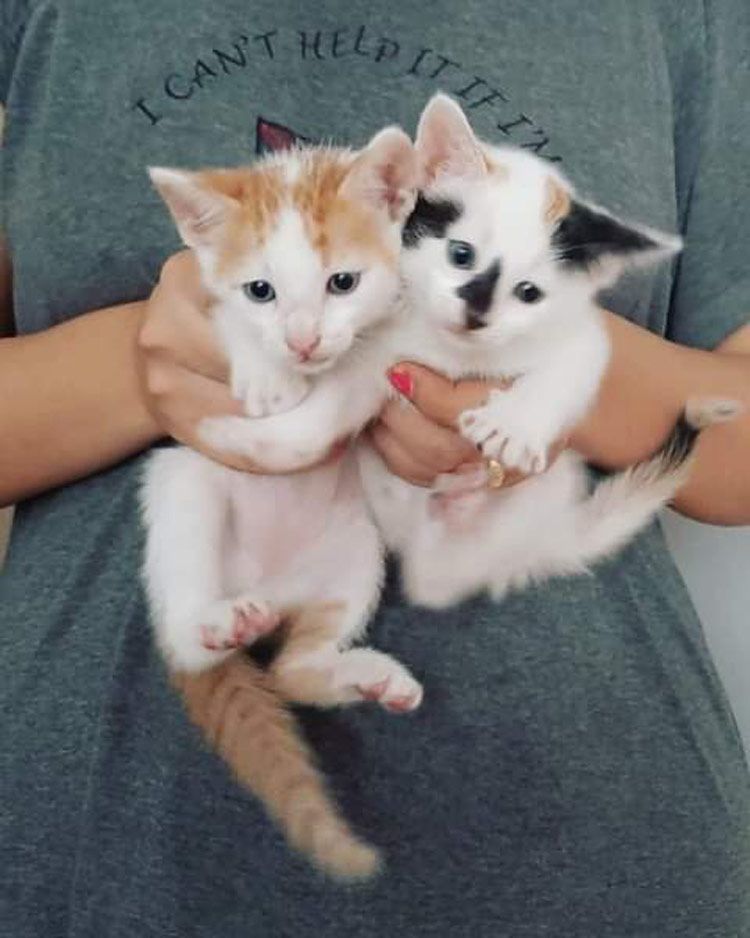 En más de un año de creado, el grupo Hope ha permitido encontrar un nuevo hogar a decenas de mascotas. Foto: perfil de Facebook del grupo Hope Feria Mascotas foto 2