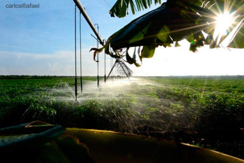 Foto: Carlos Rafael agricultura ciencia Hg CRD