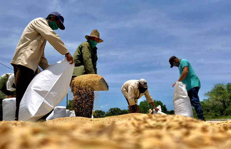 CPA Revolución de Octubre, de la Empresa Agropecuaria Guatemala, en Mayarí, centro de la siembra de arroz en Holguín. Foto: Ernesto Herrera Complementos reportaje 2