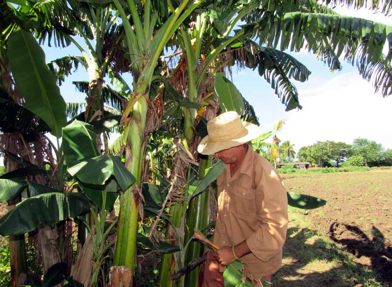 Durante la actual etapa de la pandemia, muchos trabajadores agrícolas han sobresalido en sus labores cotidianas. economia hg octubre 2