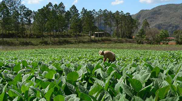 siembra tabaco