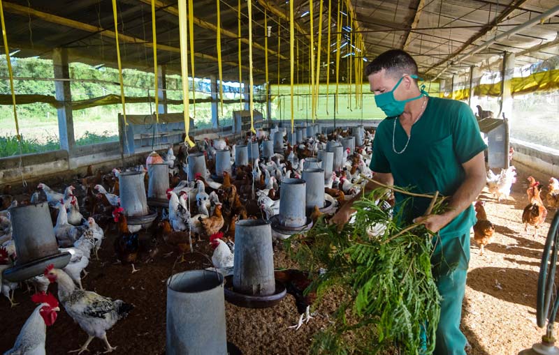 Crianza de aves en la Granja Luis Turcios Lima, perteneciente a la Empresa Avícola de Holguín. Fotos: Heidi Calderón Sánchez. Empresa avicola HCS 1