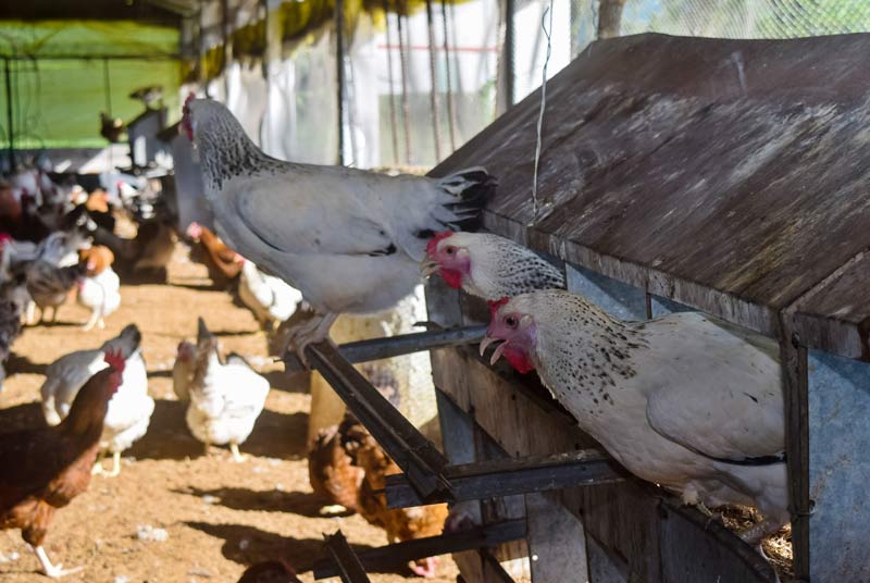 La Empresa Avícola de Holguín produce cerca de 426 mil huevos diarios y prevé cumplir con la producción de 152,6 millones de posturas en el año Empresa avicola HCS 10
