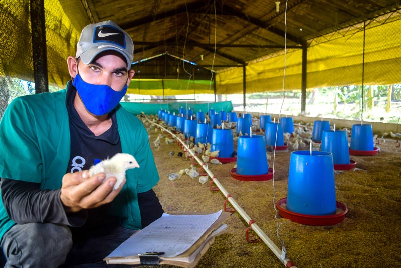 Las aves están diseñadas genéticamente, para asimilar pienso industrial pero también masa verde, de plantas como la Moringa y la Leucaena Empresa avicola HCS 13