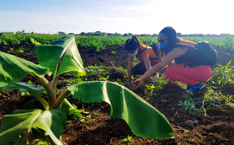 Estudiantes de la Feem contribuyen con labores de limpieza UJC agrcultura 3