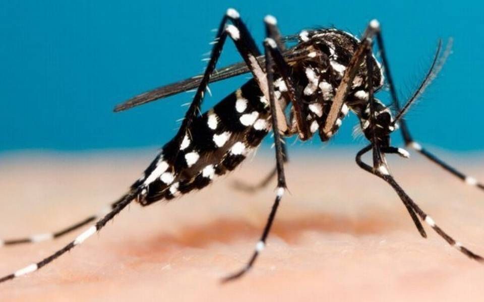 control del mosquito del dengue