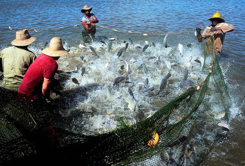 pesca 1