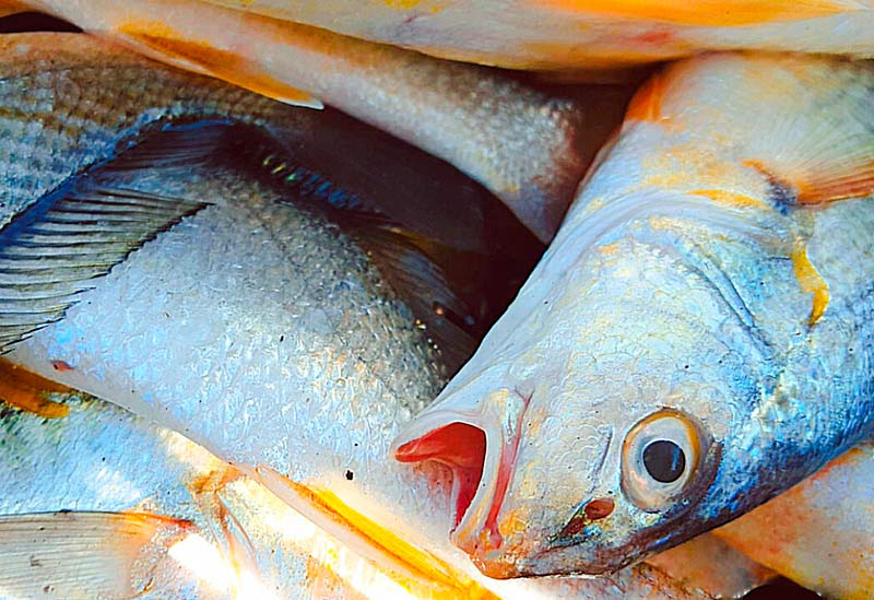 pesca CAE 3